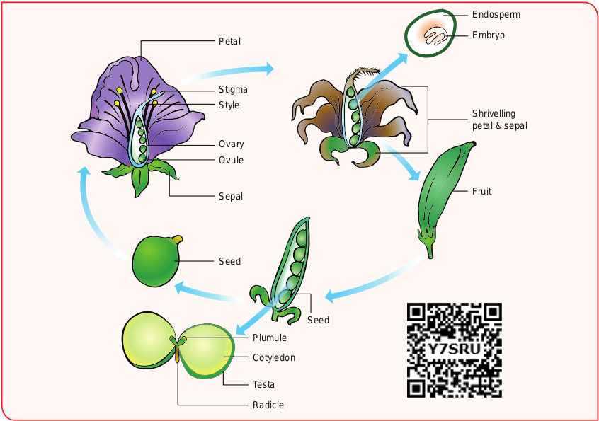 Figure 1.20 Post Ferilization changes in the flower of an angiosperm