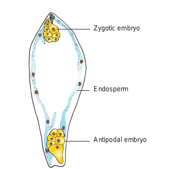 Figure 1.23(b) Monocot seed- Oryza sativa