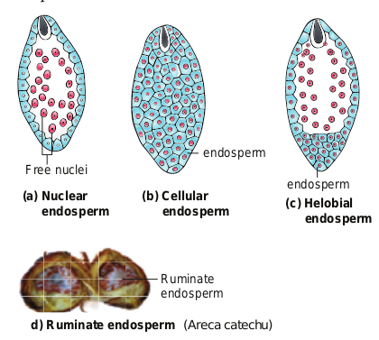 Figure 1.21 Types of Endosperm