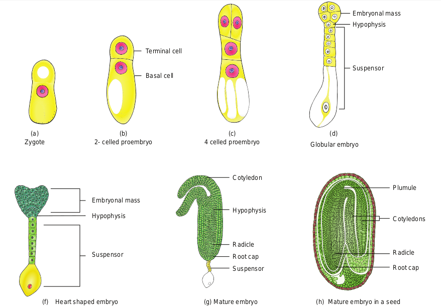 Figure 1.22 Development of Dicot embryo (Capsella bursa-pastoris)