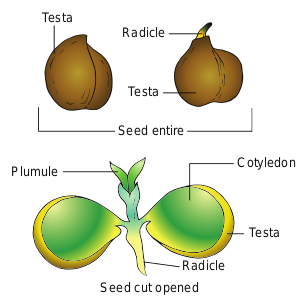 Figure 1.23(a) Dicot seed - Cicer arientinum