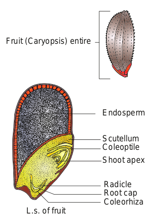 Figure 1.23(b) Monocot seed- Oryza sativa