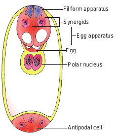 Figure 1.10 Structure of Embryo sa).