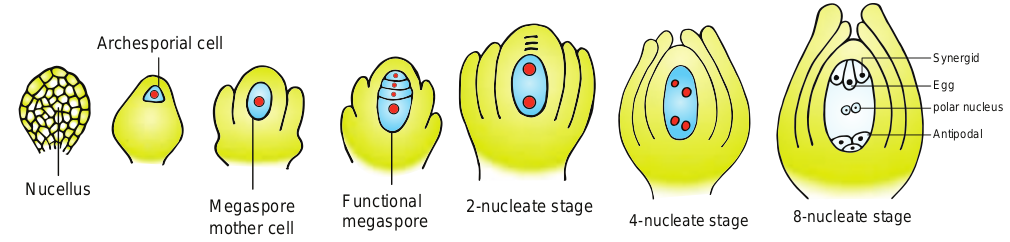 Figure 1.9 Development of ovule and embryo sac (Polygonum type).