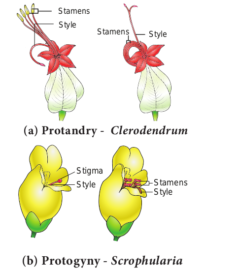 Figure 1.14 Hetetostyly