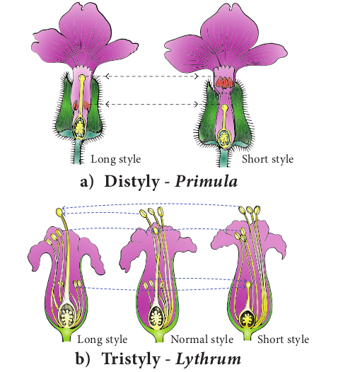 Figure 1.14 Heterostyly