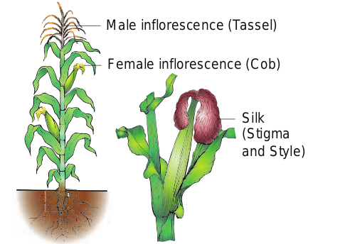 Figure 1.15 Pollination in Zea mays