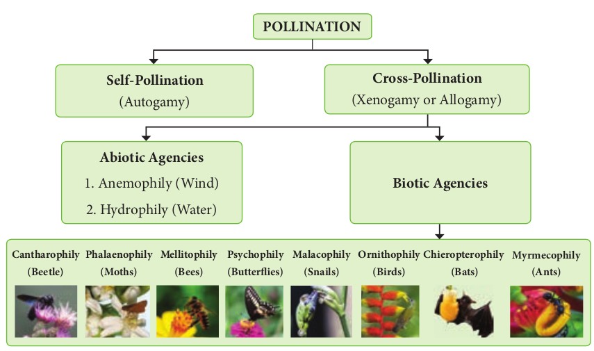 Pollination 