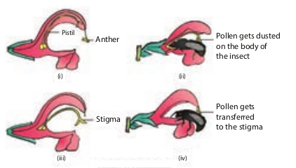 Figure 1.17 Pollination in Salvia - Lever mechanism