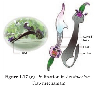 Figure 1.17 (c) Pollination in Aristolochia - Trap mechanism