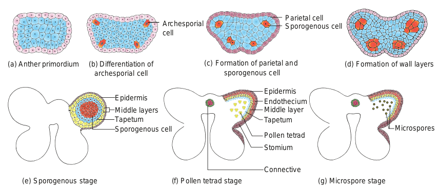 Figure 1.4 stages in the development of anther