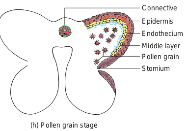 Figure 1.4 stages in the development of anther