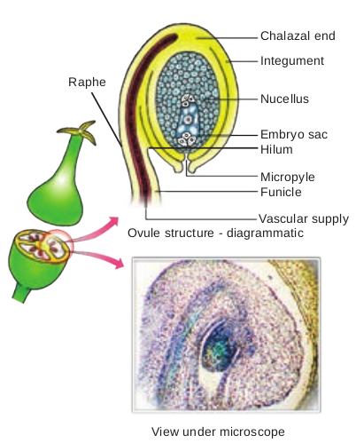 Figure 1.7 Structure of an ovule 