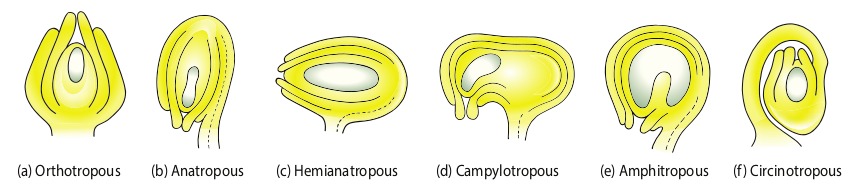 Figure 1.8 Types of ovule