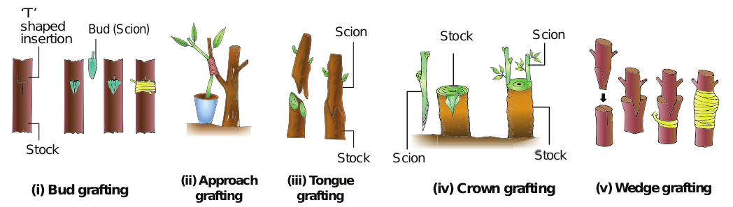 figure 1.2(a): Artificial methods od vegitative reproduction in plants