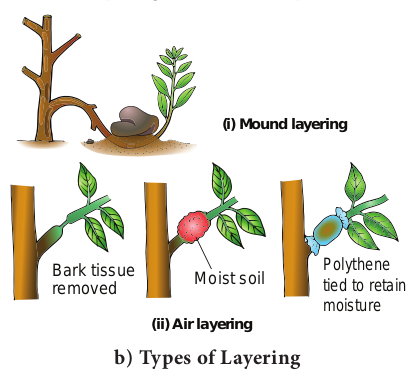 Figure 1.2 (b): Artificial methods of vegetative reproduction in plants