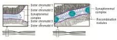 Structure of Synaptonemal Complex