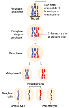 Mechanism of crossing over