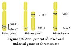 Arrangement of linked and unlinked genes on chromosome