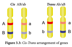 Cis-Trans arrangement of genes