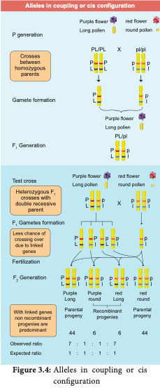 Alleles in coupling or cis configuration