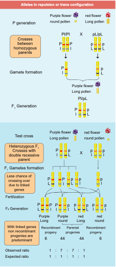 Alleles in repulsion or trans configuration Name of organism Link