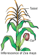 Inflorescence of Zea mays