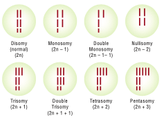 Types of aneuploidy