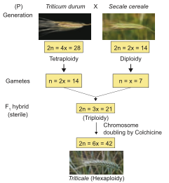 Triticale