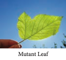 Mutant Leaf