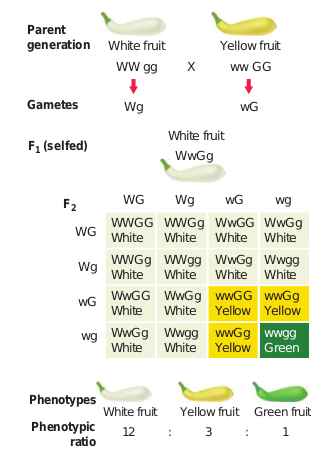 Dominant epistasis in summer squash