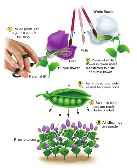 Steps in cross Pollination Flowers