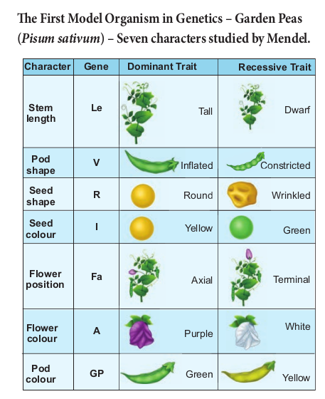 figure2.3.seven-characters-of-pisumsativum-studied-by-mendel