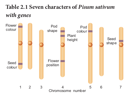 Figure 2.4: Mendel’s seven characters in Garden Peas, shown on the plant’s seven chromosomes