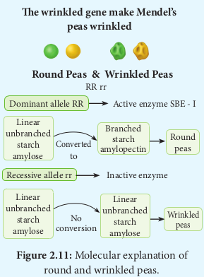 Molecular explanation of round and wrinkled peas.