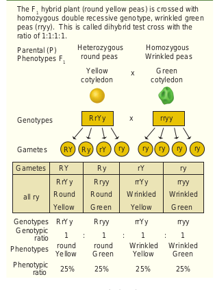 Dihybrid test cross