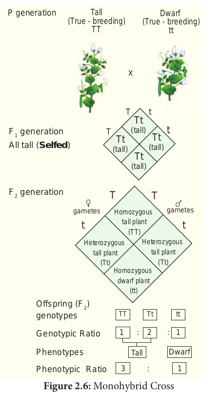 Monohybrid Cross