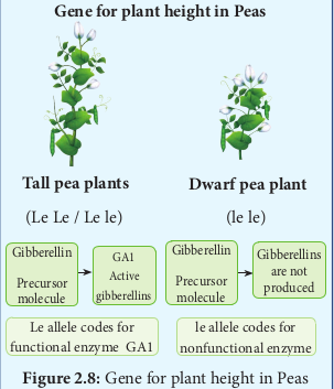 Gene for plant height in Peas