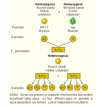 Dihybrid cross – Segregation of gametes