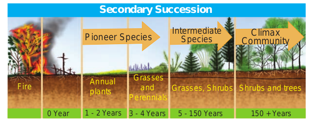 Diagrammatic sketch shows stratification of Pond ecosystem