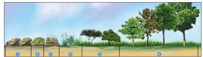 Diagrammatic sketch shows stratification of Pond ecosystem