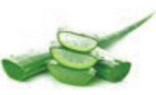 <em>Aloe vera</em>