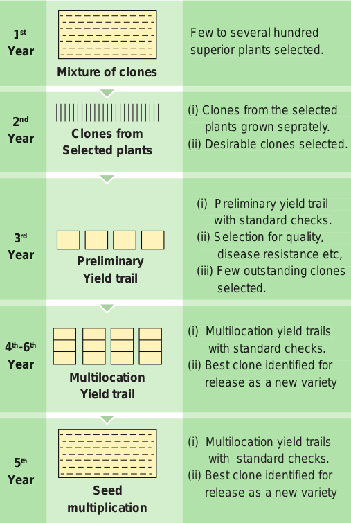 Clonal Selection