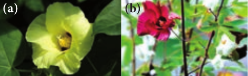 (a) <em>G. hirsutum</em> (b) <em>G. arboreum</em>