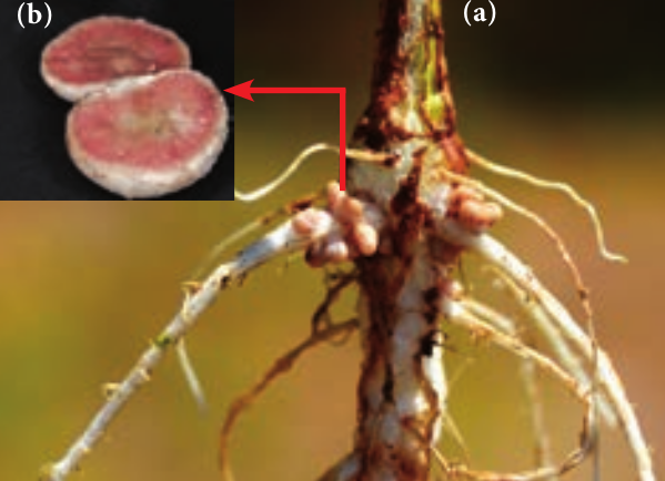 Root nodules occur on root **(b)