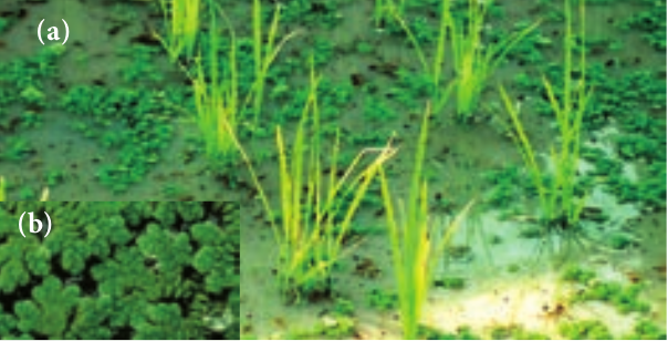 (a) Azolla in paddy field