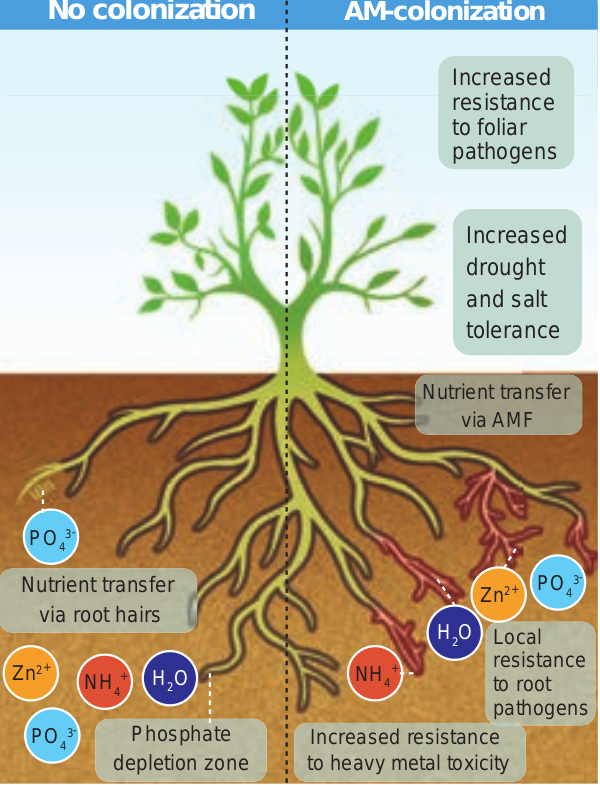 Benefits of AM colonisation