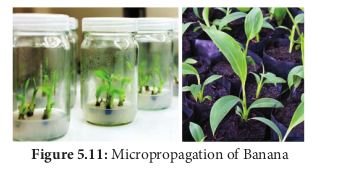 Figure 5.11: Micropropagation of Banana