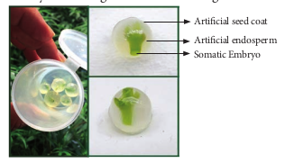 Figure 5.12: Artificial seeds