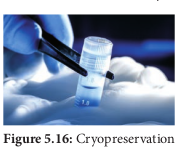 Figure 5.16: Cryopreservation